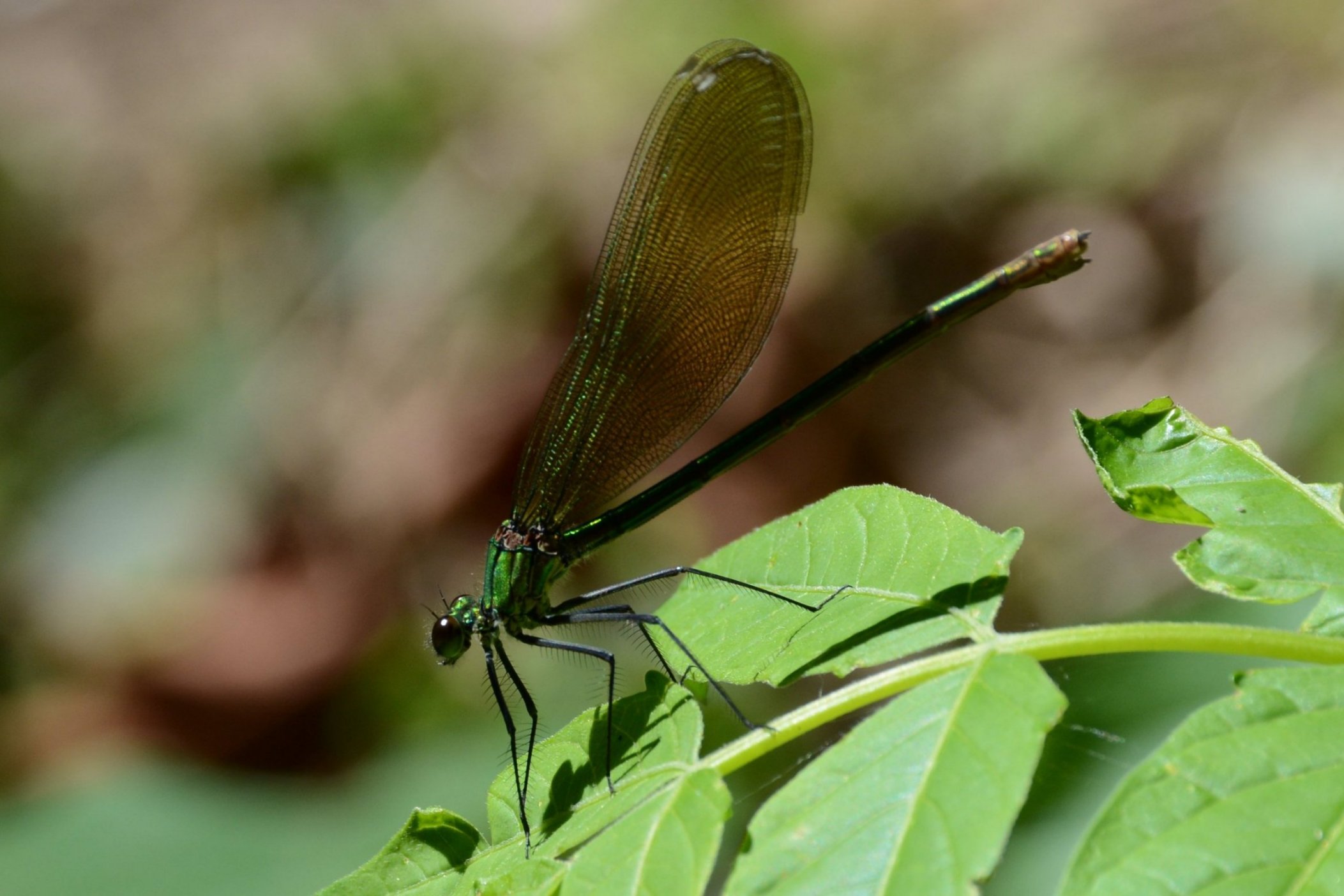 Libellula da identificare 3